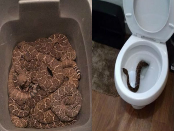 OMG 24 Snake found in toilet of a Texas OMG 24 Snake found in toilet of a Texas