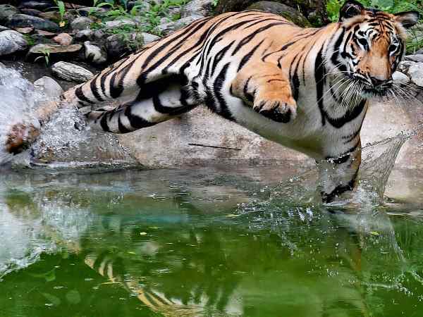 यूपी के पीलीभीत में बाघ ने बिस्तर से घसीट कर शख्स को मारा डाला, नरभक्षी घोषित यूपी के पीलीभीत में बाघ ने बिस्तर से घसीट कर शख्स को मारा डाला, नरभक्षी घोषित