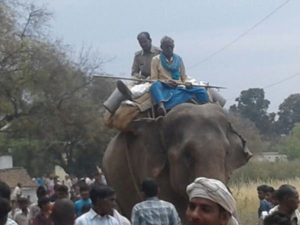 हाथी पर हमला नहीं करता टाइगर
