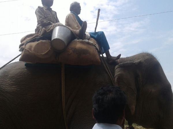 शिष्टा सहित 12 से अधिक गांवों में टाइगर का दहशत