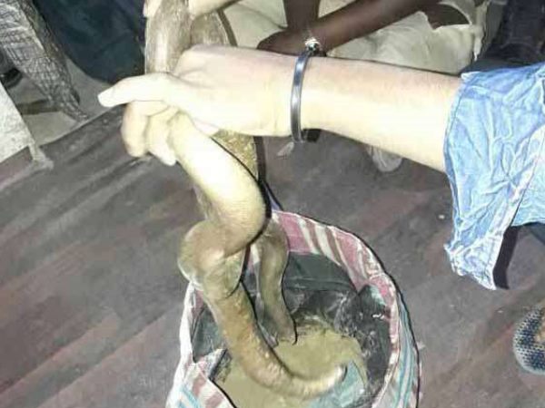 पटना: ढाई करोड़ के दो सांप और दो हिरन के सींग के साथ गिरफ्तार हुआ तस्कर पटना: ढाई करोड़ के दो सांप और दो हिरन के सींग के साथ गिरफ्तार हुआ तस्कर