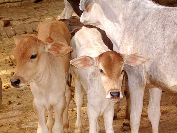 cow cow