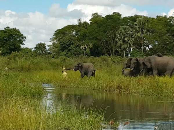 Crocodile Grabs Baby Elephant's Trunk. Watch What The Herd Does Next Crocodile Grabs Baby Elephant's Trunk. Watch What The Herd Does Next
