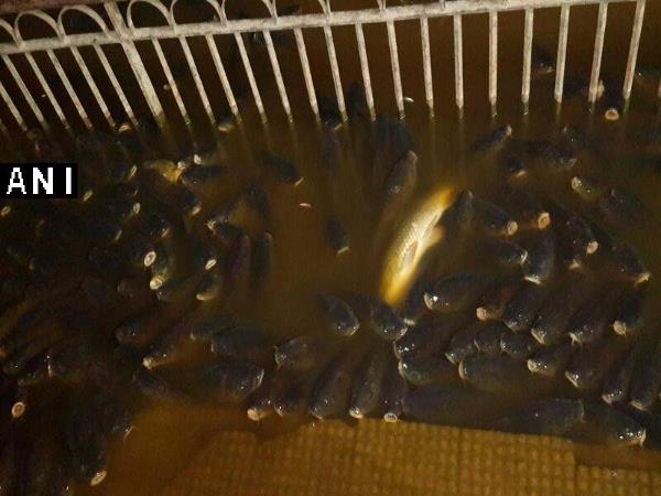 Hundreds of fish found dead in Rewalsar lake in Mandi district of Himachal Pradesh. Hundreds of fish found dead in Rewalsar lake in Mandi district of Himachal Pradesh.