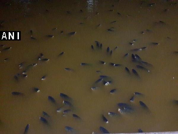 Hundreds of fish found dead in Rewalsar lake in Mandi district of Himachal Pradesh. Hundreds of fish found dead in Rewalsar lake in Mandi district of Himachal Pradesh.