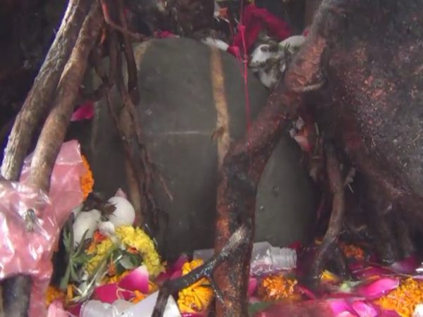 मुरादाबाद: पेड़ की जड़ से निकले भोले बाबा, तीन दिन में हुए तीन गुना, एक महिला का ख्वाब हुआ हकीकत! मुरादाबाद: पेड़ की जड़ से निकले भोले बाबा, तीन दिन में हुए तीन गुना, एक महिला का ख्वाब हुआ हकीकत!
