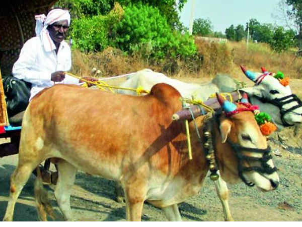 क्या खूब है एक आम किसान के देखभाल की यह मिसाल- क्या खूब है एक आम किसान के देखभाल की यह मिसाल-