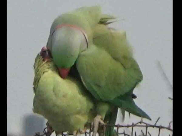 पक्षी