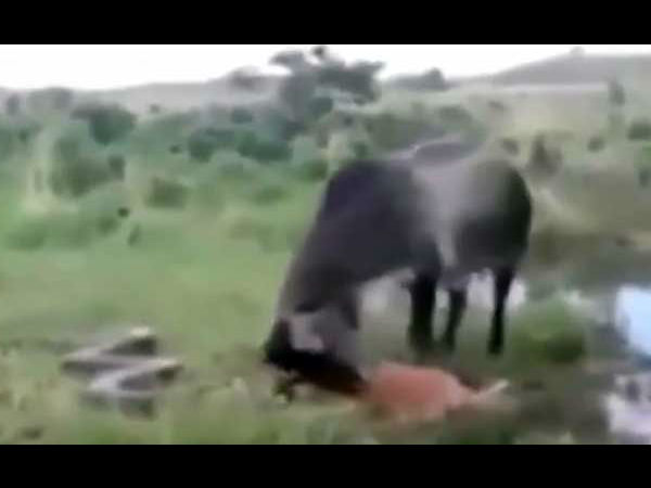 Shocking moment an angry mother cow attacks the huge anaconda that has just crushed her calf to death Shocking moment an angry mother cow attacks the huge anaconda that has just crushed her calf to death