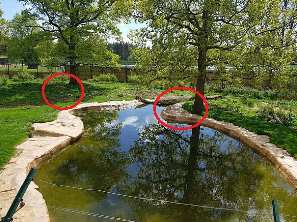 Can You find Out two 10 ft tiger hiding in plain sight in a safari park? Can You find Out two 10 ft tiger hiding in plain sight in a safari park?