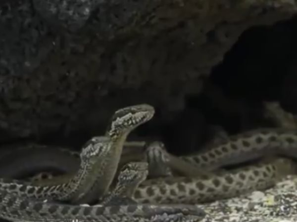 Iguana, Snakes Death, Video, BAFTA Award, bizzare, सांप, वीडियो, Iguana, Snakes Death, Video, BAFTA Award, bizzare, सांप, वीडियो,
