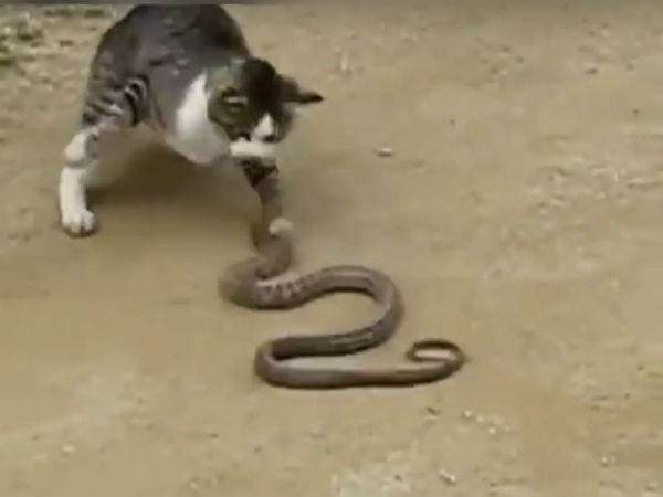 Video:Fight between cat and snake, you never seen before Video:Fight between cat and snake, you never seen before
