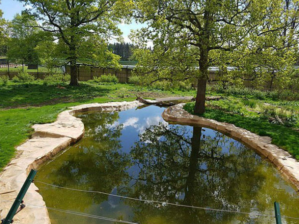Can You find Out two 10 ft tiger hiding in plain sight in a safari park? Can You find Out two 10 ft tiger hiding in plain sight in a safari park?