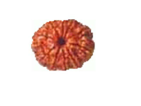 1, 4, व 11 मुखी रूद्राक्ष