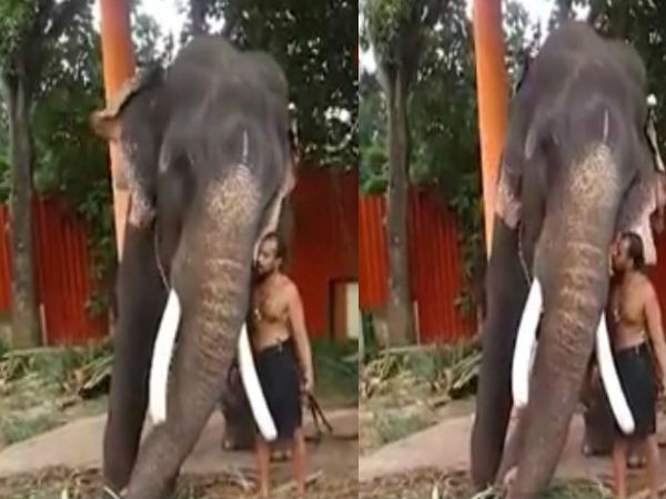 Elephant bends down for mahout to kiss him Elephant bends down for mahout to kiss him