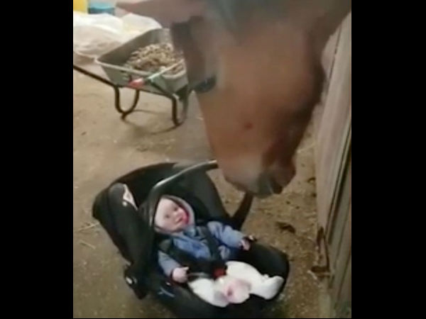 Horse turns babysitter by soothing crying baby girl by making her giggle as he rocks her car seat Horse turns babysitter by soothing crying baby girl by making her giggle as he rocks her car seat