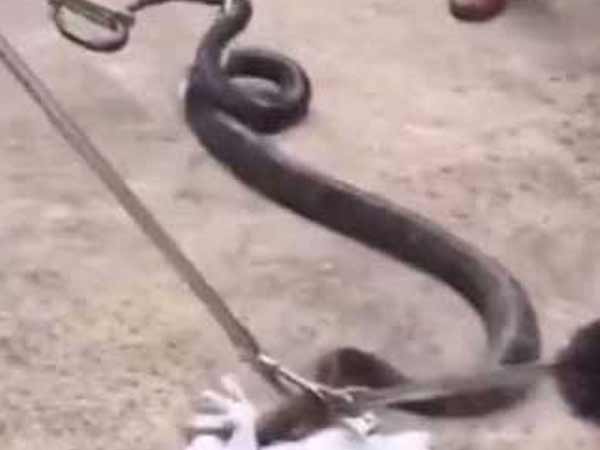कार में छिपा बैठा था '10 फीट लंबा 'किंंग कोबरा' कार में छिपा बैठा था '10 फीट लंबा 'किंंग कोबरा'