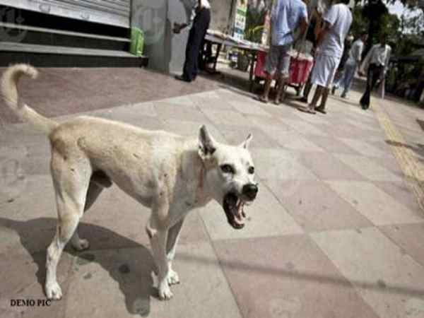 saharanpur,uttar pradesh,hospital,dog,उत्तर प्रदेश,सहारनपुर,महिला,अस्पताल,कुत्ता, saharanpur,uttar pradesh,hospital,dog,उत्तर प्रदेश,सहारनपुर,महिला,अस्पताल,कुत्ता,