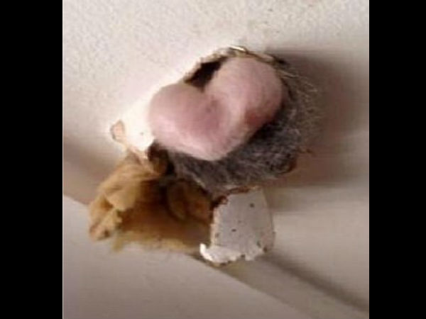 Animal falls through a man's kitchen roof bum first Animal falls through a man's kitchen roof bum first