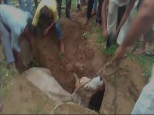 चरते-चरते गिरी गाय