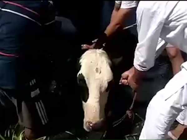 गाय को बचाने के लिए दौड़े दोनों समुदाय के युवक