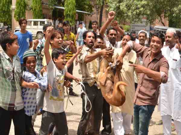लोगों को कुत्तों से हुई नफरत