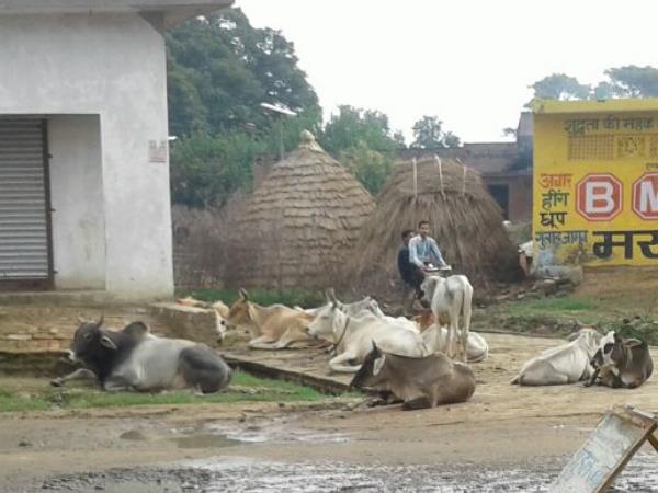 हनुमानगढ़ी की एक गाय बनी फसाद की जड़, थाने पहुंचा मामला हनुमानगढ़ी की एक गाय बनी फसाद की जड़, थाने पहुंचा मामला