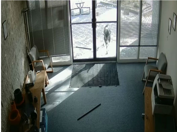 WATCH: Goat smashing the front door of an office is both unbelievable and hilarious WATCH: Goat smashing the front door of an office is both unbelievable and hilarious