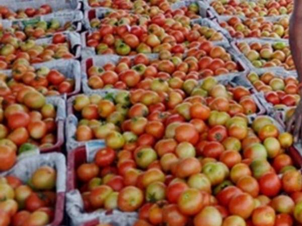 tomato tomato