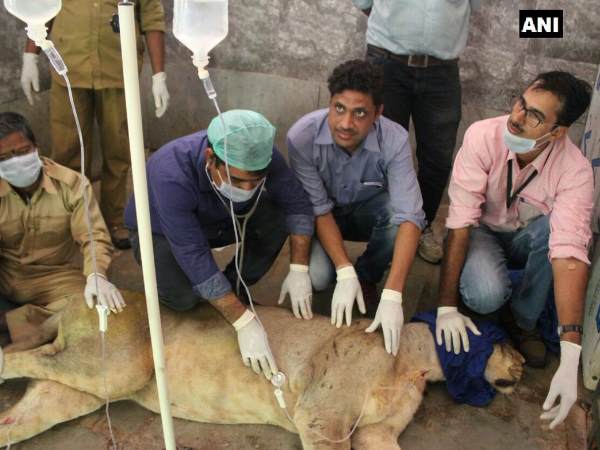 Rajasthan: Veterinary doctors monitoring Sajjangarh Biological Park's lioness Mehak Rajasthan: Veterinary doctors monitoring Sajjangarh Biological Park's lioness Mehak