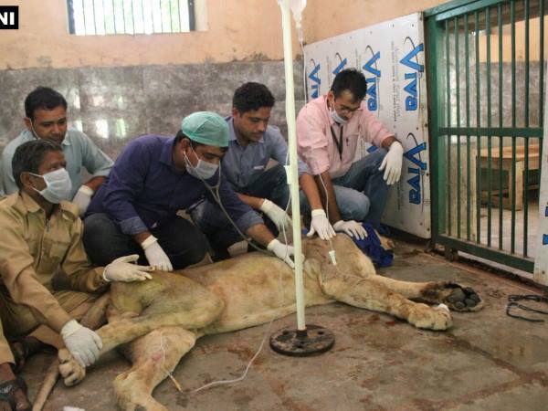 Rajasthan: Veterinary doctors monitoring Sajjangarh Biological Park's lioness Mehak Rajasthan: Veterinary doctors monitoring Sajjangarh Biological Park's lioness Mehak