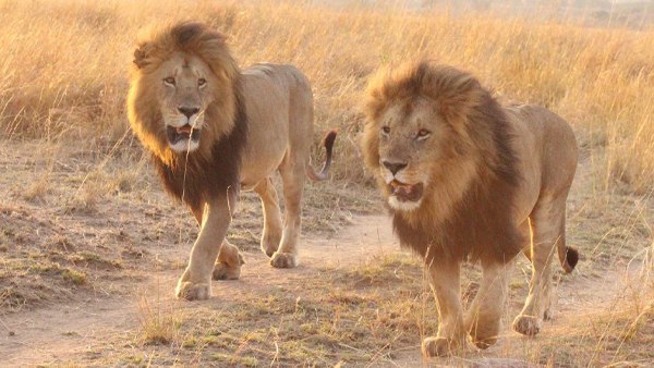 This safari can hunt tourists, different animals have different prices