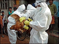 bird flu bird flu