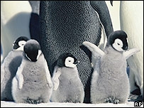 penguins penguins