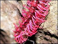New species discovered in the Mekong New species discovered in the Mekong