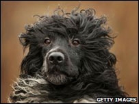 Obama's Dog Obama's Dog