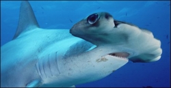 Shark Shark