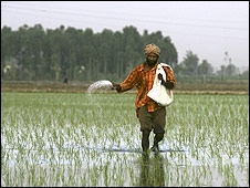 Paddy Paddy