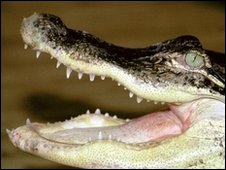 Crocodile Crocodile