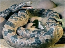 Python Python