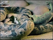 Snake Snake