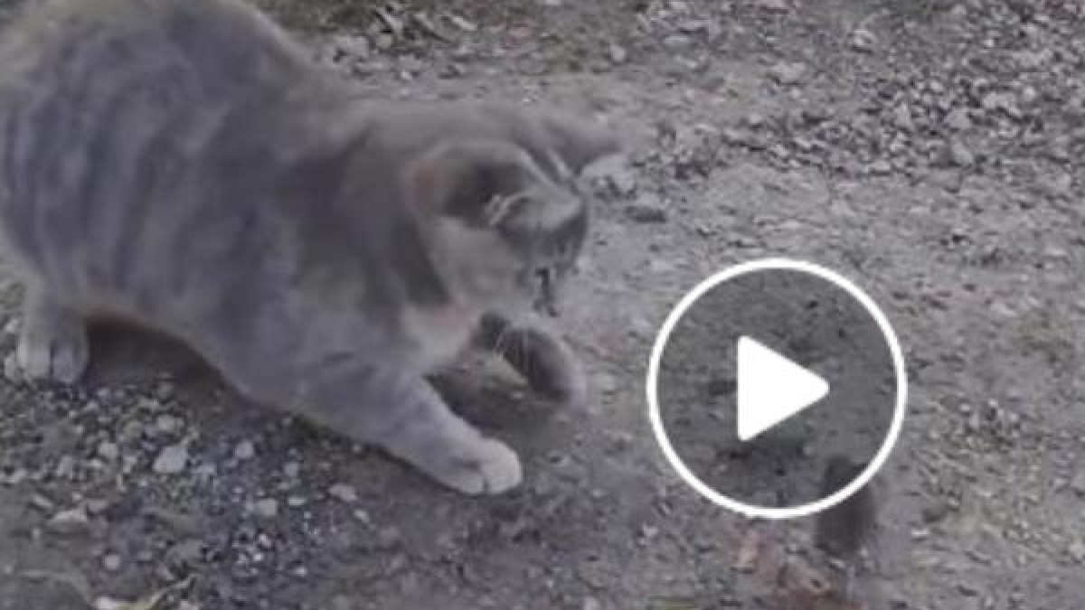 वीडियो चूहे को खाने वाली थी बिल्‍ली, हुआ कुछ ऐसा कि खुद हो गई हैरान