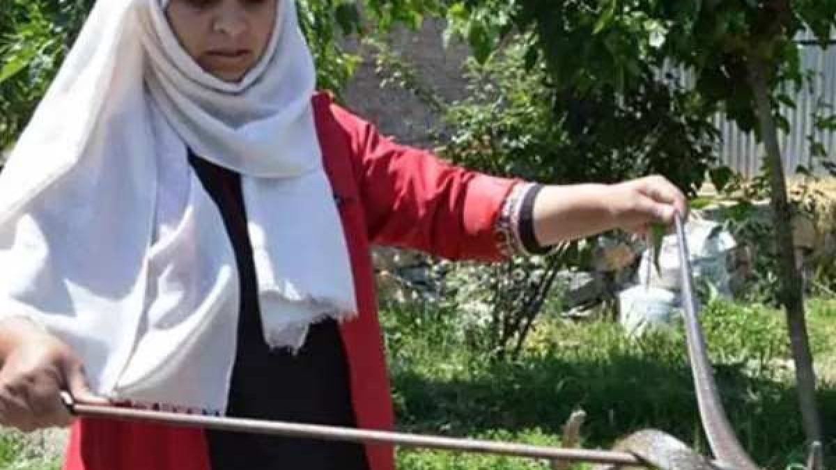 स्कूल में निकला चार फीट लंबा खतरनाक सांप, महिला ने ऐसे किया काबू