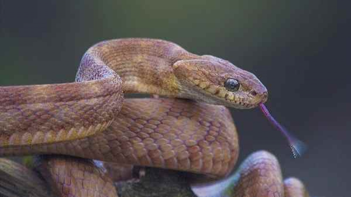 गले में सांप लपेटे बाजार में घूम रहा था शख्स, दोस्त बनाता रहा वीडियो फिर  अचानक.... | A 28-year-old man dies of snake bite in Mumbra, adjacent to  Mumbai, was walking around with his neck and his friend was making a video  - Hindi Oneindia