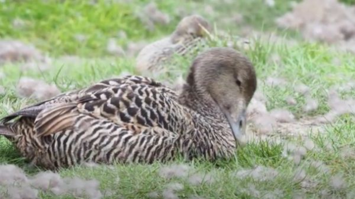 सोने से भी महंगे हैं इस अद्भुत पक्षी के पंख, हासिल करने के लिए जान पर