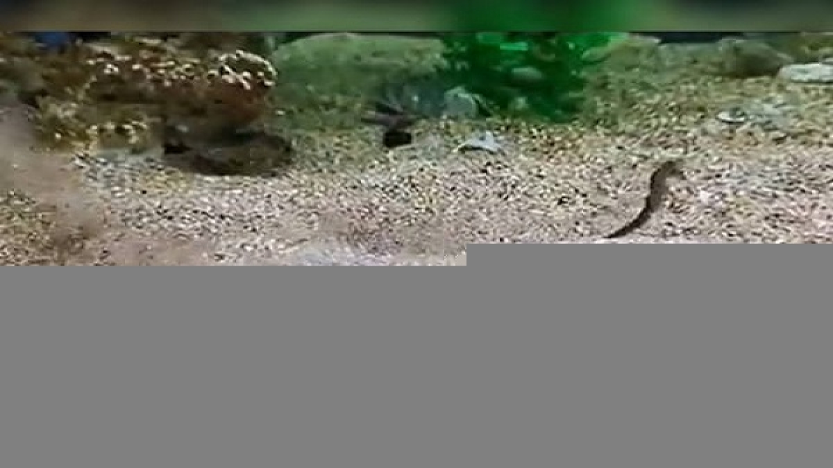 Watch शातिर मछली का हंटिंग स्किल देख रह जाएंगे दंग, बिजली की रफ्तार से