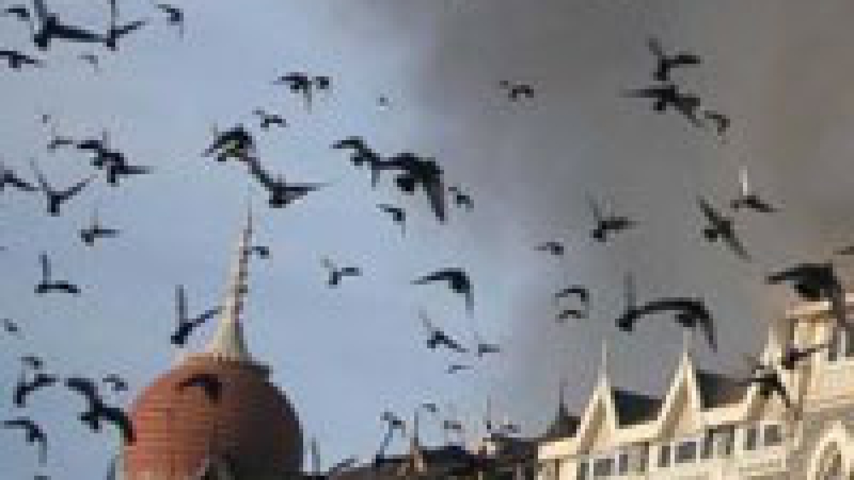 Pigeons fly near the burning Taj Hotel Pigeons fly near the burning Taj Hotel