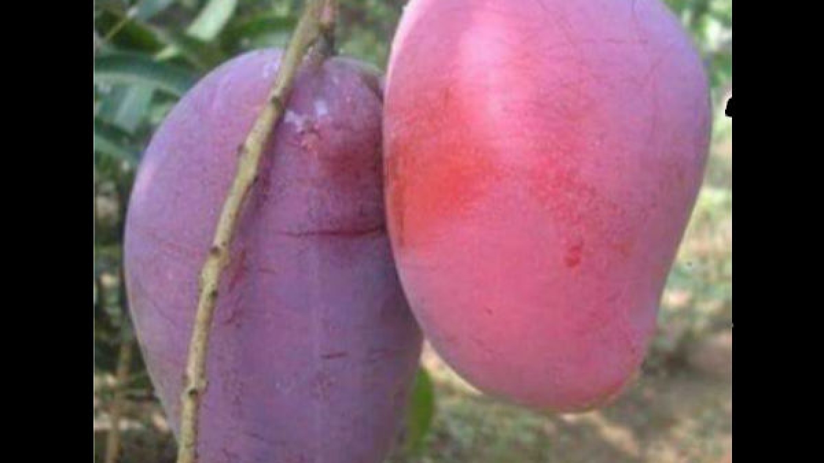 Mangoes Mangoes