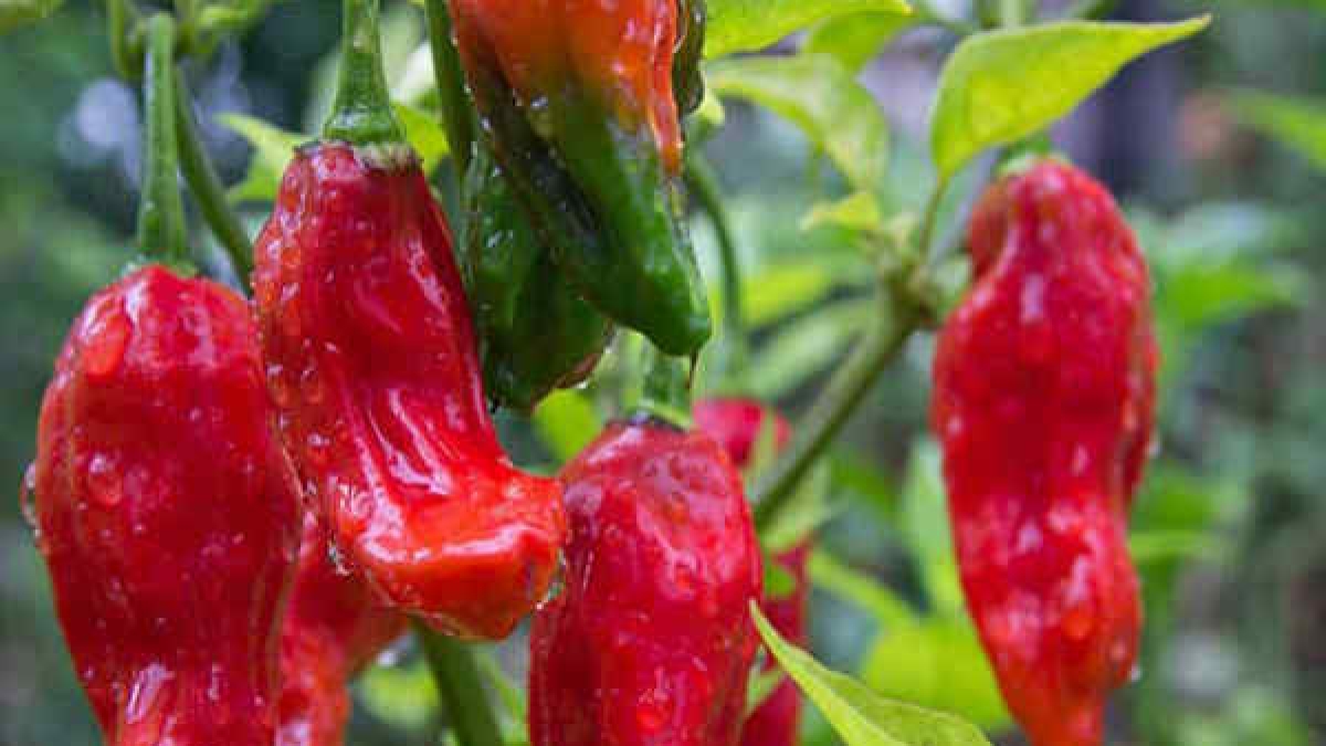 bhut jolokia bhut jolokia