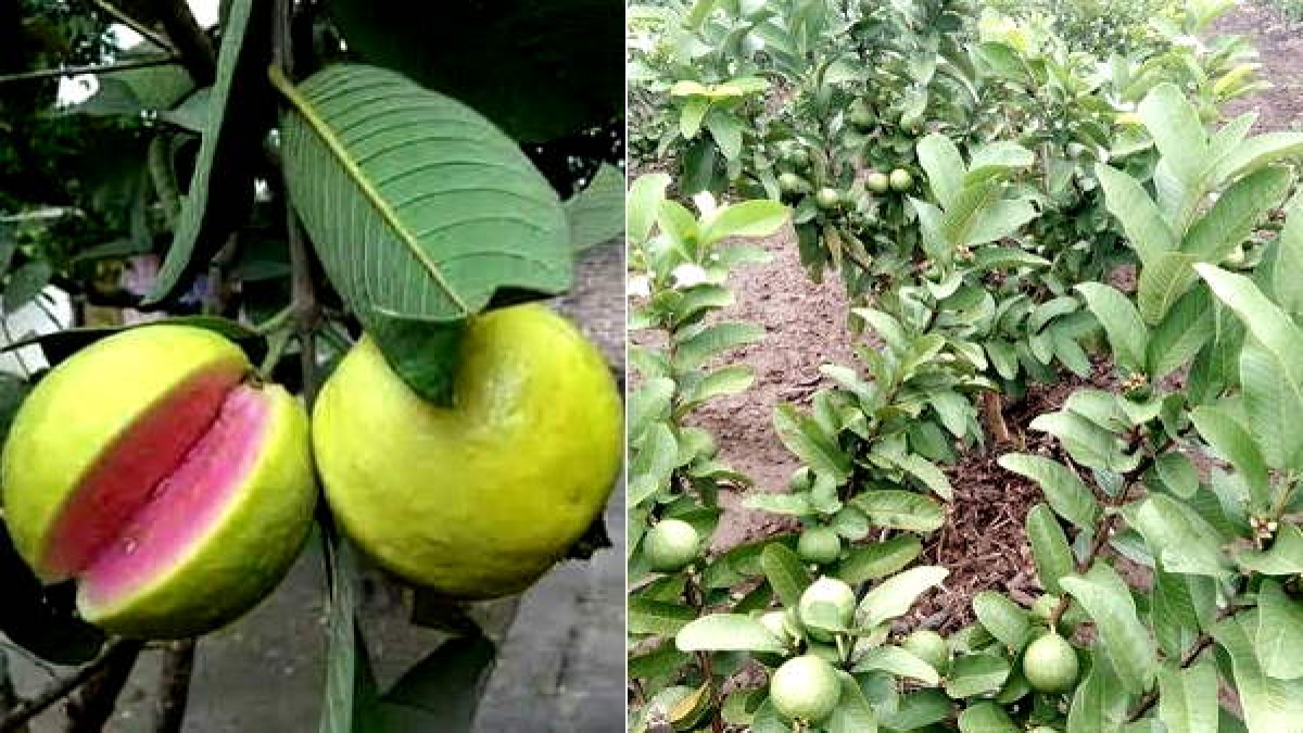 अमरूदों के बागानों पर बहुत बड़ा संकट आया